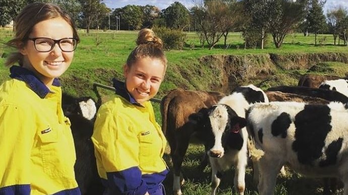 Two girls in hi-vis shirts feed cows on a school farm.