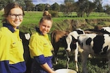 Two girls in hi-vis shirts feed cows on a school farm.