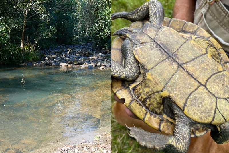 A manning river turtle lying upside down in David Flinter's hands. 
