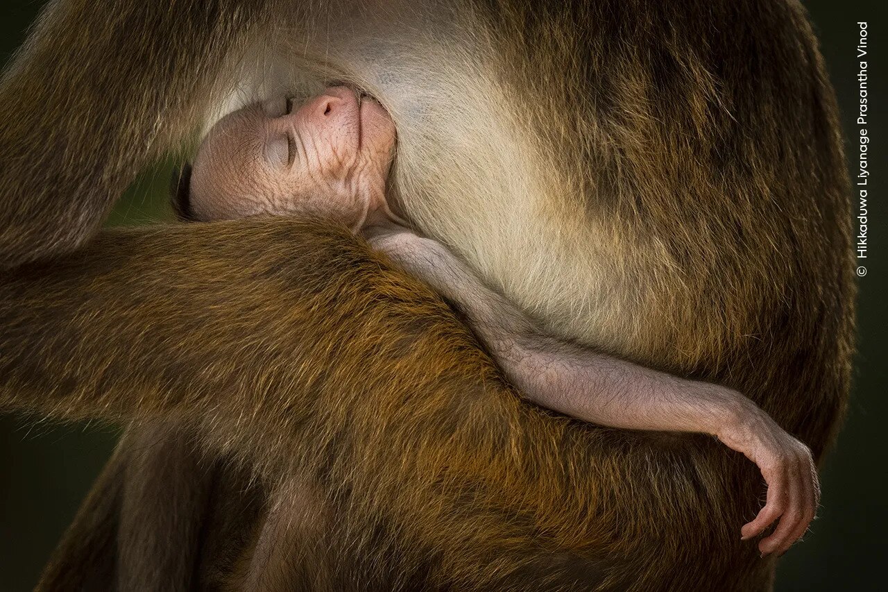 A young toque macaque sleeping in an adult's arms