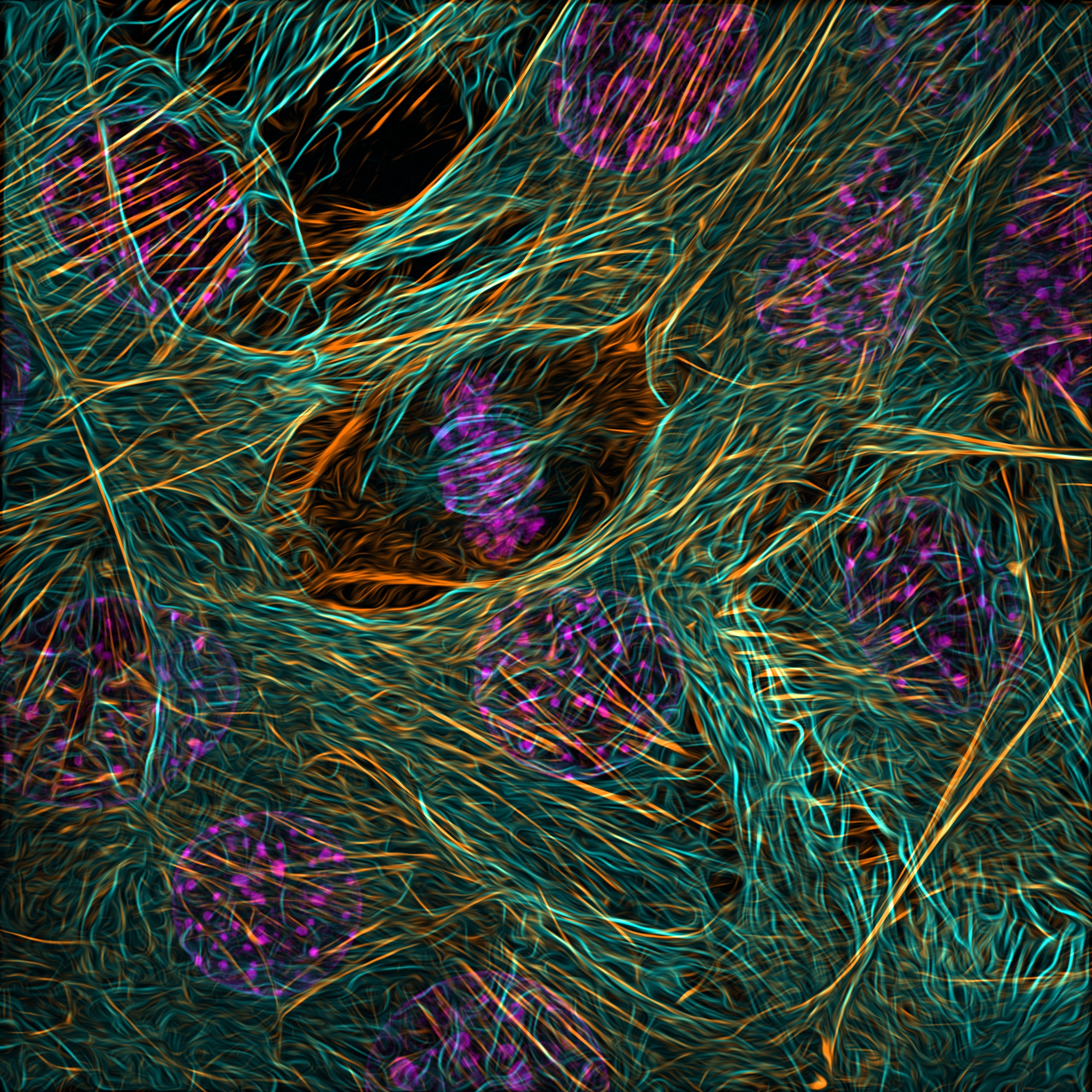 Purple, orange, and green lines and swirls that represent a scientific myoblast