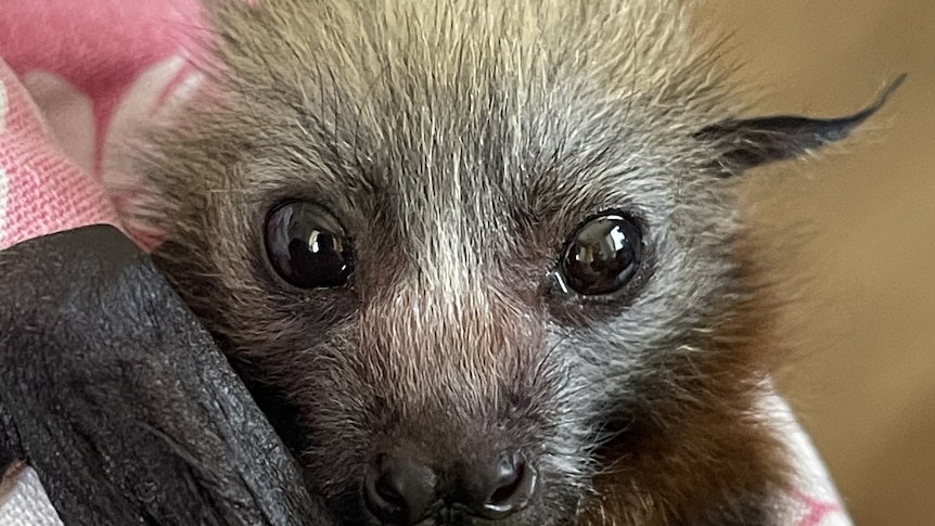 Bat Conservation and Rescue Queensland flies flying fox pups to Port Macquarie for care