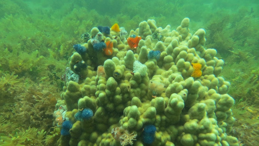 Coral bleached by marine heatwave in WA