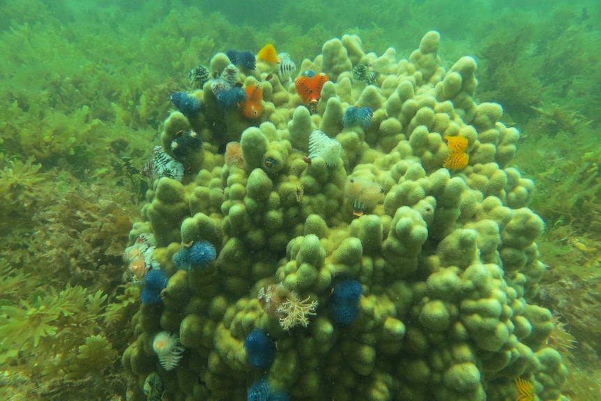 Coral bleached by marine heatwave in WA