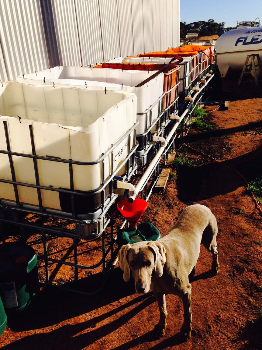 WA sheep and wheat farmer, Robert Grylls's dog and compost tea set up.