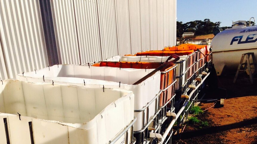 WA sheep and wheat farmer, Robert Grylls's dog and compost tea set up.