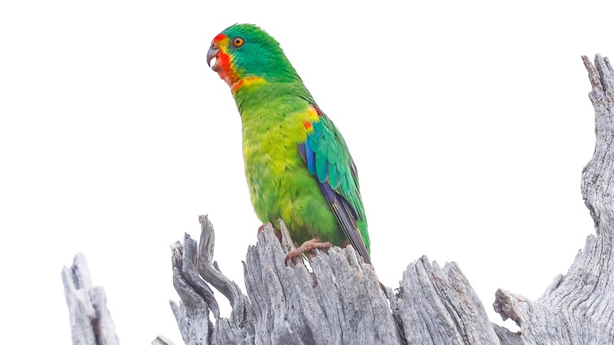 Swift parrot perched in a hollowed out tree.
