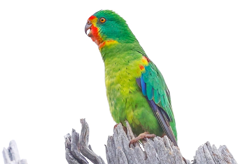 Swift parrot perched in a hollowed out tree.