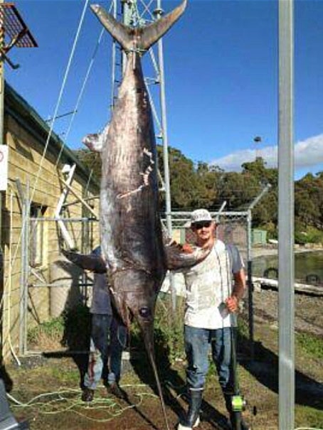 A 225 kilogram broadbill swordfish caught of Eaglehawk Neck