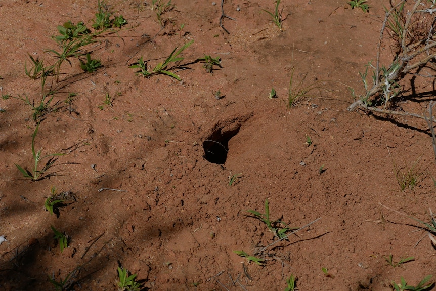 A hole in the dirt.