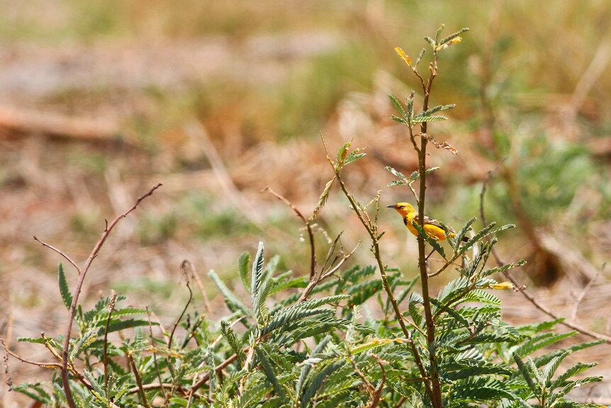 A yellow bird sits in a low growing shrub
