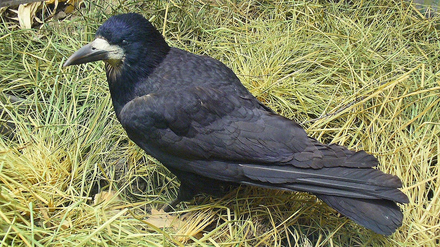 A rook stands on grass