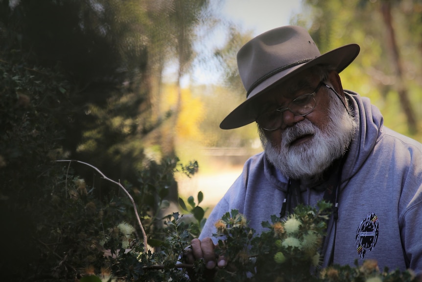 Noel Nannup inspects dryandra shrub