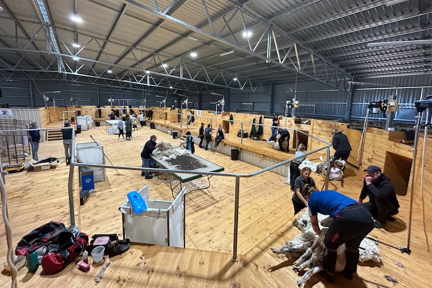Big shearing shed with people demonstrating how to shear sheep.