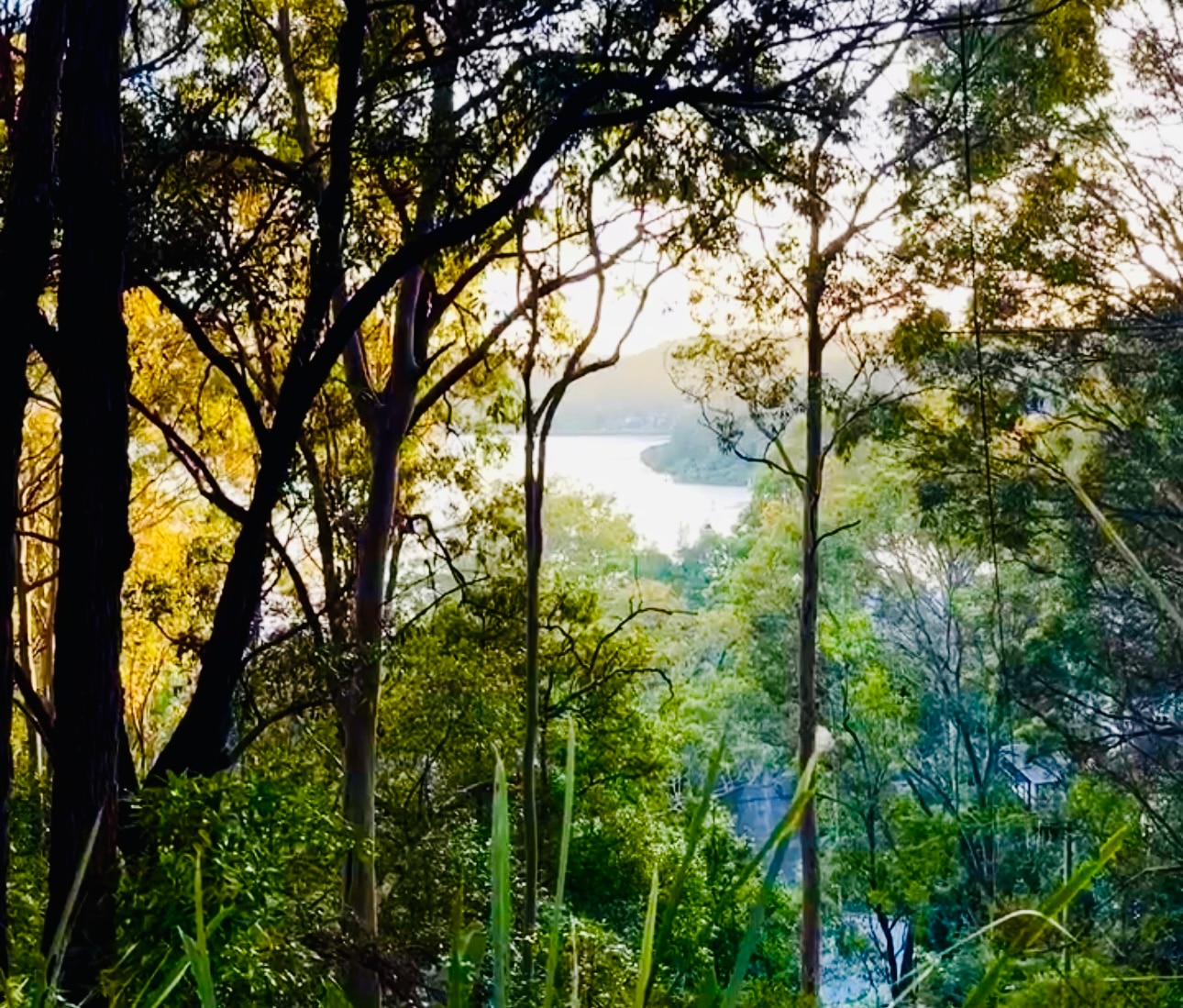 Trees overlooking a body of water from a height photographed by author Charlotte Wood.