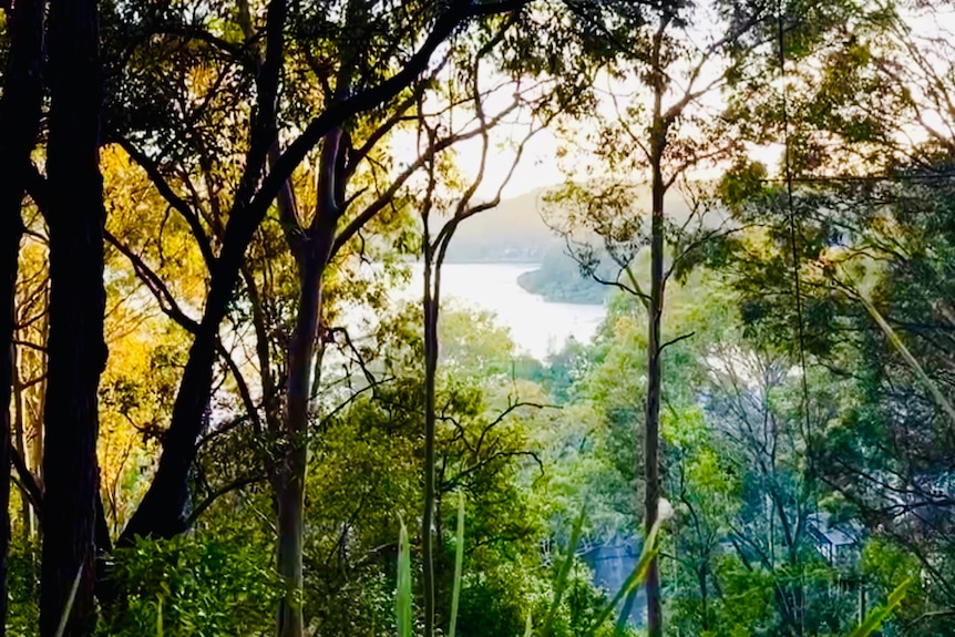 Trees overlooking a body of water from a height photographed by author Charlotte Wood.