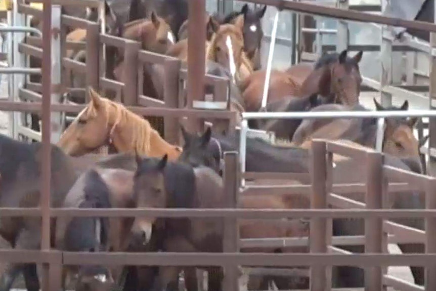 Several horses walking through livestock yards.