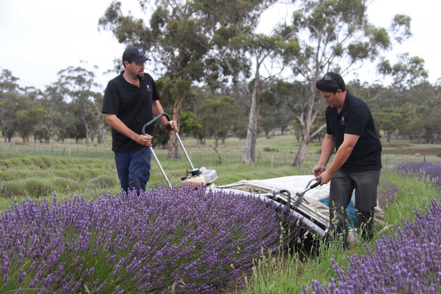 Harvest at Sorrell for Port Arthur Lavender