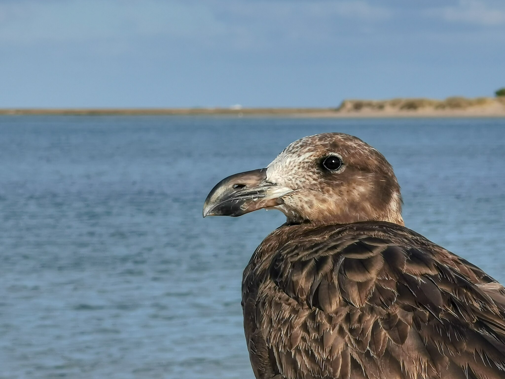 A brown mottled gull bird close-up with a large black beak against a blurry background of an ocean beach scene.