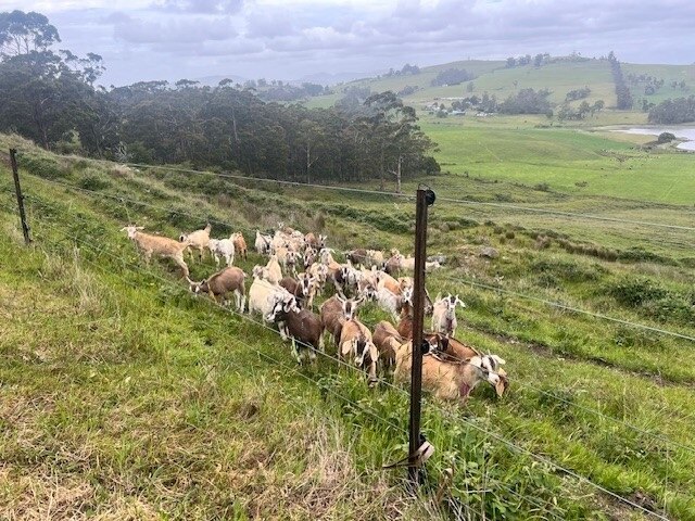 A group of young goats in a green paddock in southern Tasmania
