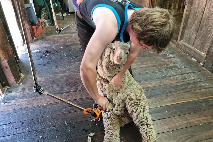 A young man shearing a sheep