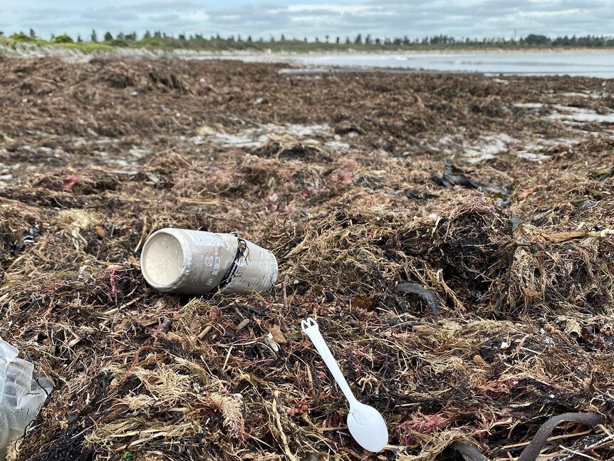 A close up of rubbish, cans, plastic spoons lying among seaweed. 