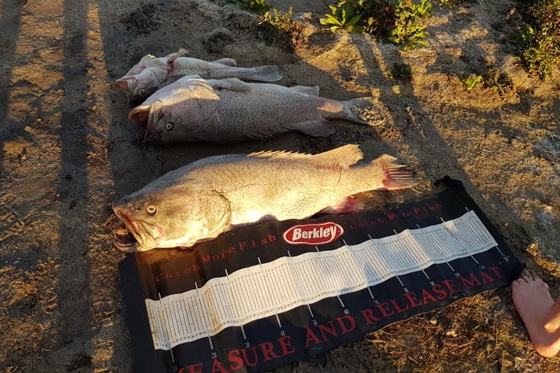 The carcasses of three large, dead fish lie on the sand at the shore of a lake.