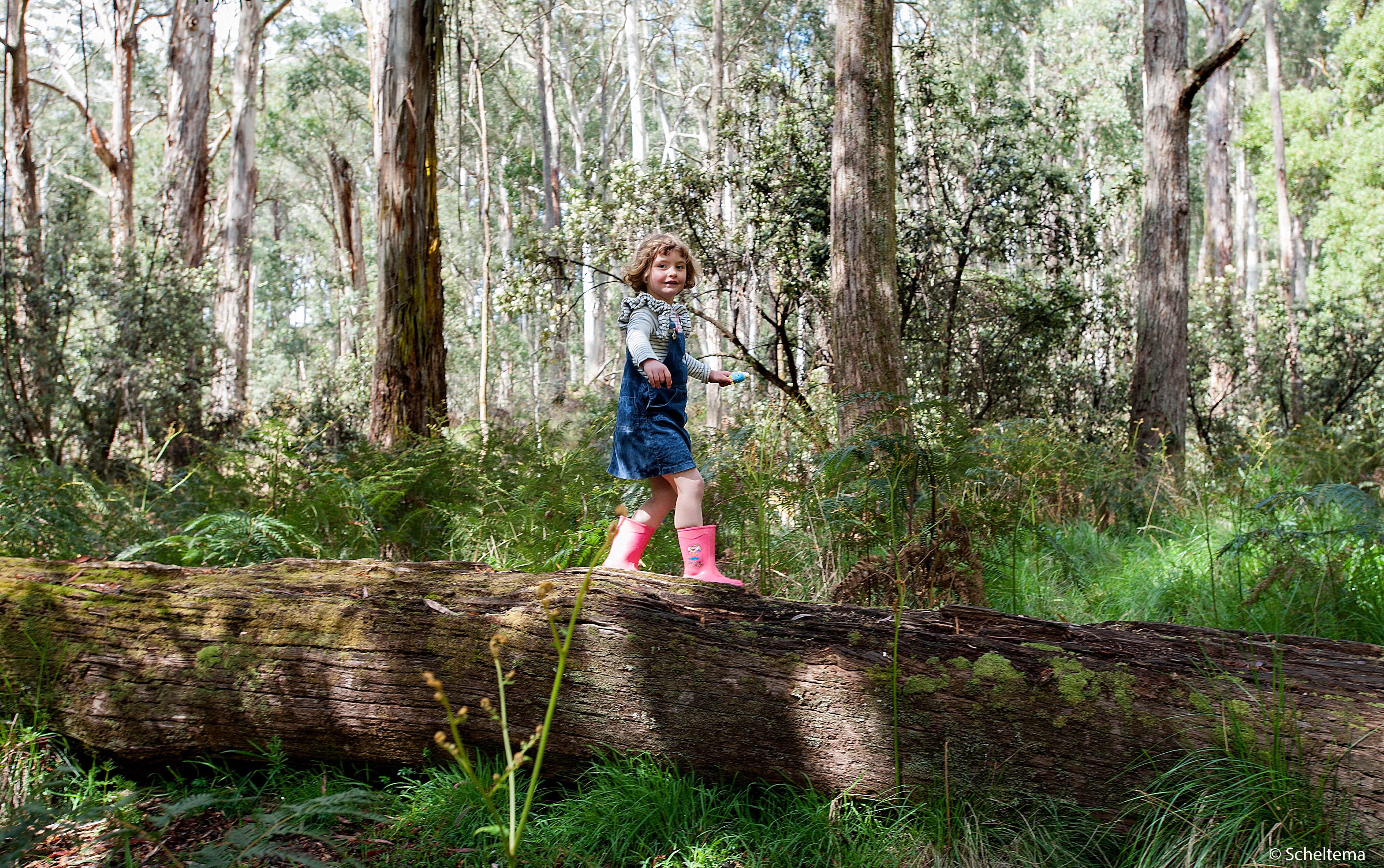 A young girl wearing pink gumboots walks across a fallen tree.