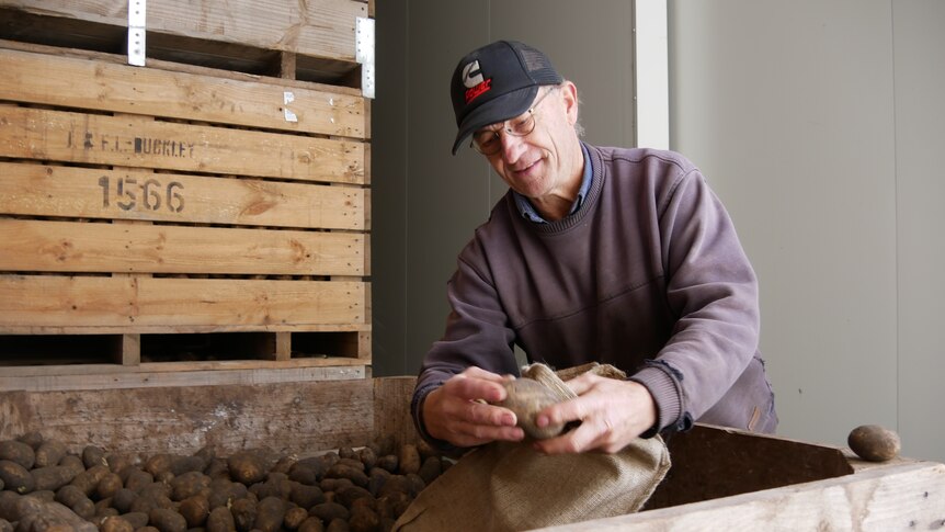 An older man in a cap and jumper holds up a potato.