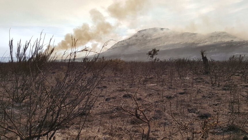 Cultural burn on Cape Barren Island