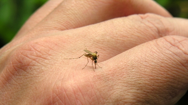 MVEV mosquito threat in the Kimberley