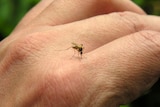 Murray Valley encephalitis mosquito threat in Kimberley