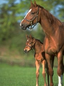 Picture of a mare and foal in the NSW Upper Hunter