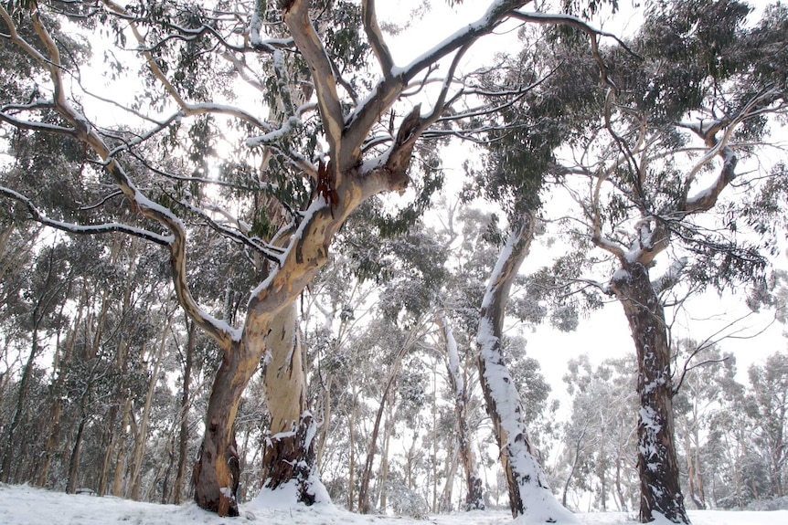 Canobolas candlebark, Eucalyptus canobolensis