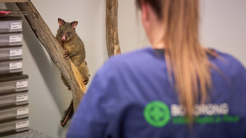 A brush-tailed possum clings to a tree branch as a vet watches on.