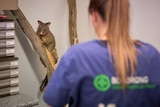 A brush-tailed possum clings to a tree branch as a vet watches on.