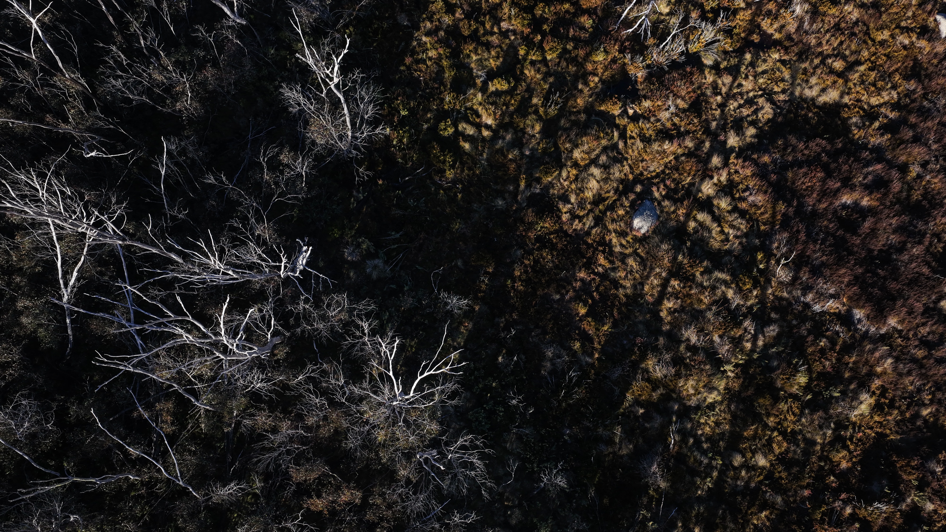 Aerial of bare gum trees