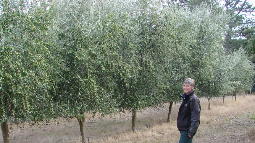 Christine Mann looking at 4 metre tall frantoio olive trees laden with fruit