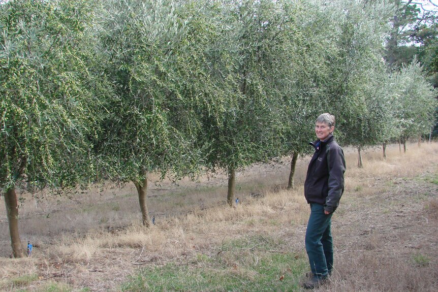Christine Mann looking at 4 metre tall frantoio olive trees laden with fruit