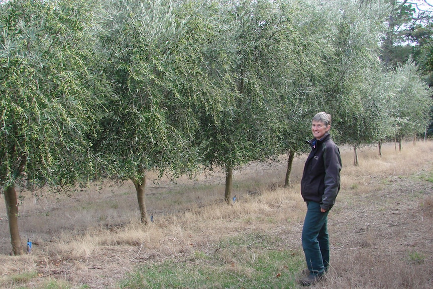 Christine Mann looking at 4 metre tall frantoio olive trees laden with fruit