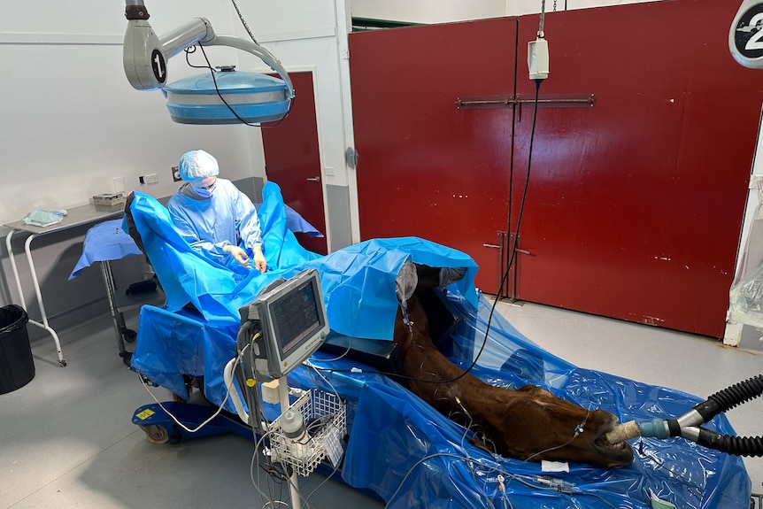 A doctor in scrubs at the tail end of an unconscious horse, lying on its back on an operating table in a clinic.
