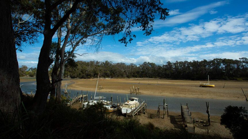 an overview of boats on the banks at low tide, beneath large eucalypts