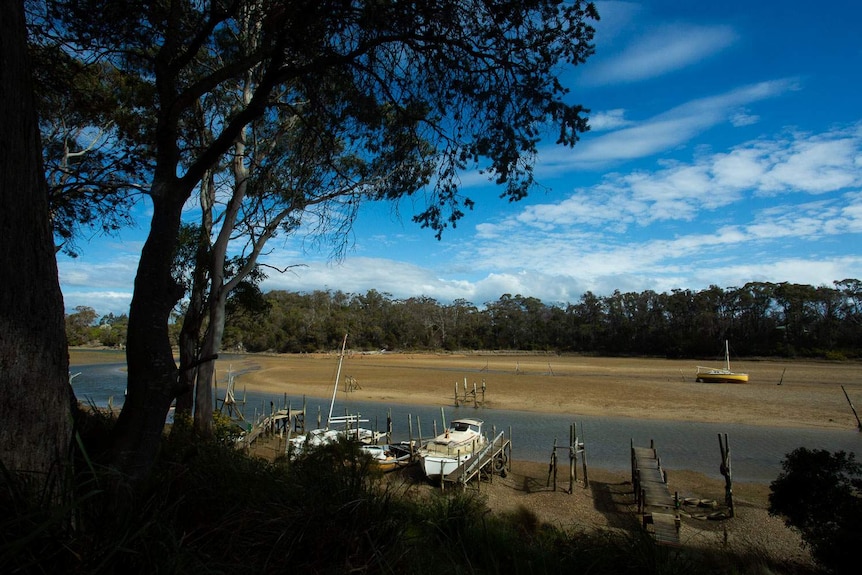 an overview of boats on the banks at low tide, beneath large eucalypts