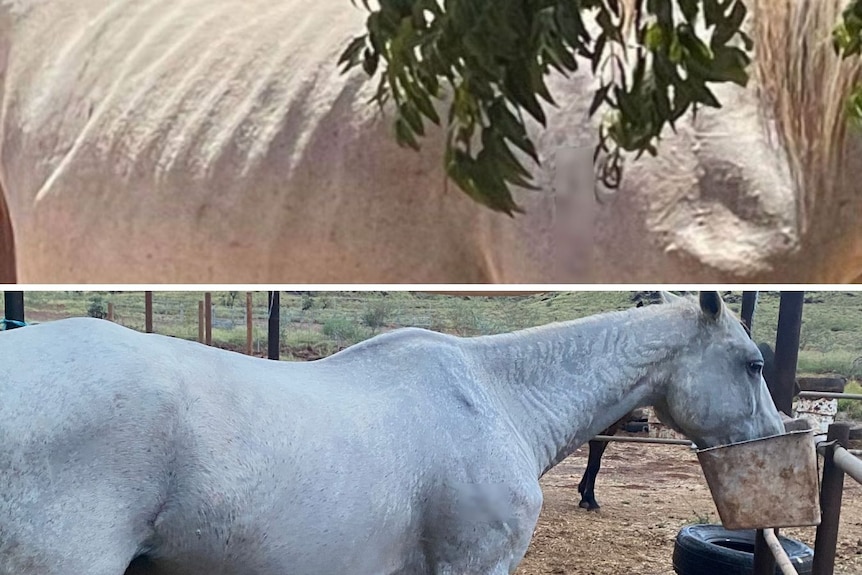 Malnourished horse before and after help from the RSPCA. 