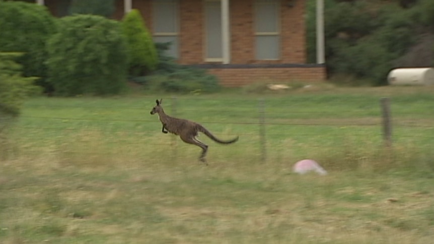 A kangaroo in Melbourne's north