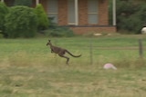 A kangaroo in Melbourne's north