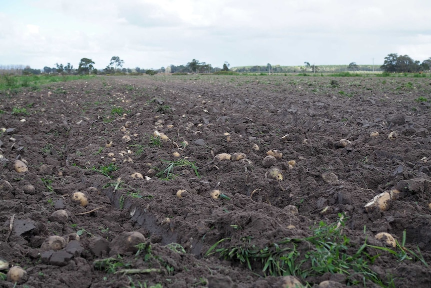 A field of cut potato plants ploughed over into the dirt.