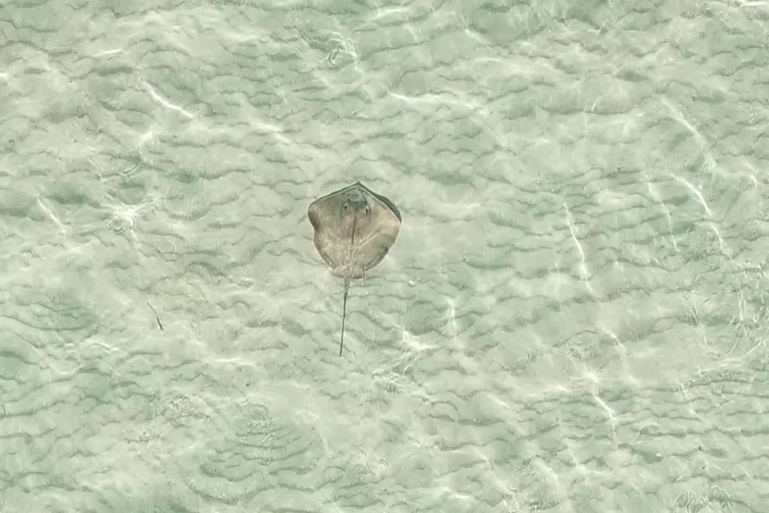 stingray in clear water