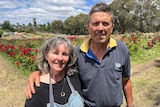 Trish and Garry Kelly stand in front of a paddock full of colourful roses