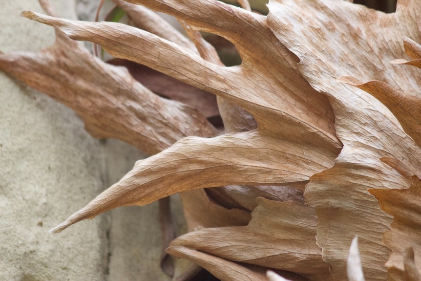 A close up photograph of autumn leaves 